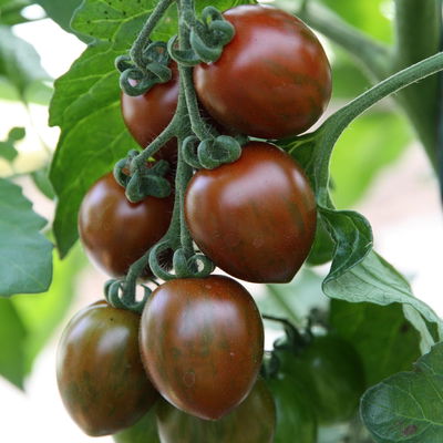 Blu Bio Cocktail-Tomatenpflanze 'Balkonia F1', Topf-Ø 12 cm, 6er-Set