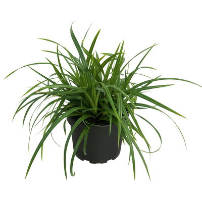 Bio Japansegge 'Irish Green', Topf-Ø 12 cm, 3 Pflanzen Bio Japansegge 'Irish Green', Topf-Ø 12 cm, 3 Pflanzen