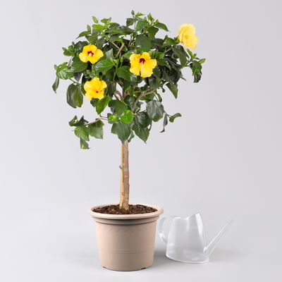 Hibiskus, gelb, Stamm, Topf-Ø 23 cm, Höhe ca. 90 cm
