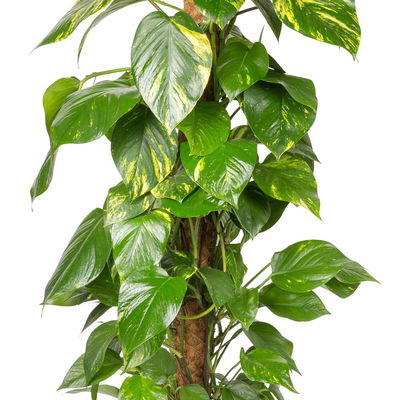 Efeutute mit Moosstab, Topf-Ø 24 cm, Höhe ca. 120 cm