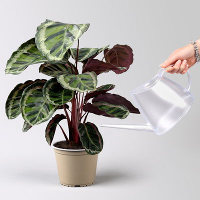 Calathea 'Angela', Topf-Ø 19 cm, Höhe ca. 40-70 cm Calathea 'Angela', Topf-Ø 19 cm, Höhe ca. 40-70 cm