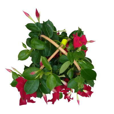 Dipladenie, rot, Doppelbogen, Topf-Ø 17 cm, 2 Pflanzen