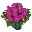 Edellieschen lila, Topf-Ø 12 cm, 6er-Set