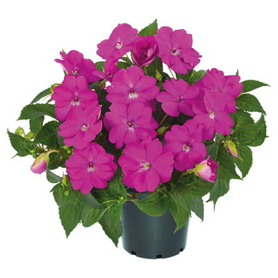 Edellieschen lila, Topf-Ø 12 cm, 6er-Set