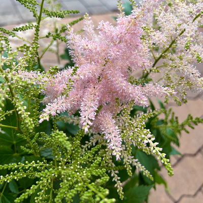 Astilbe arendsii, rosa, Topf-Ø 15 cm