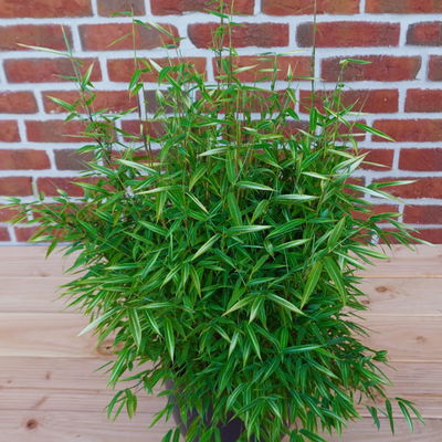 Bambus 'Feelia'Ⓢ, hellgrün, gestreift, Höhe 40 - 60 cm, Topf 5 Liter, 2 Stück