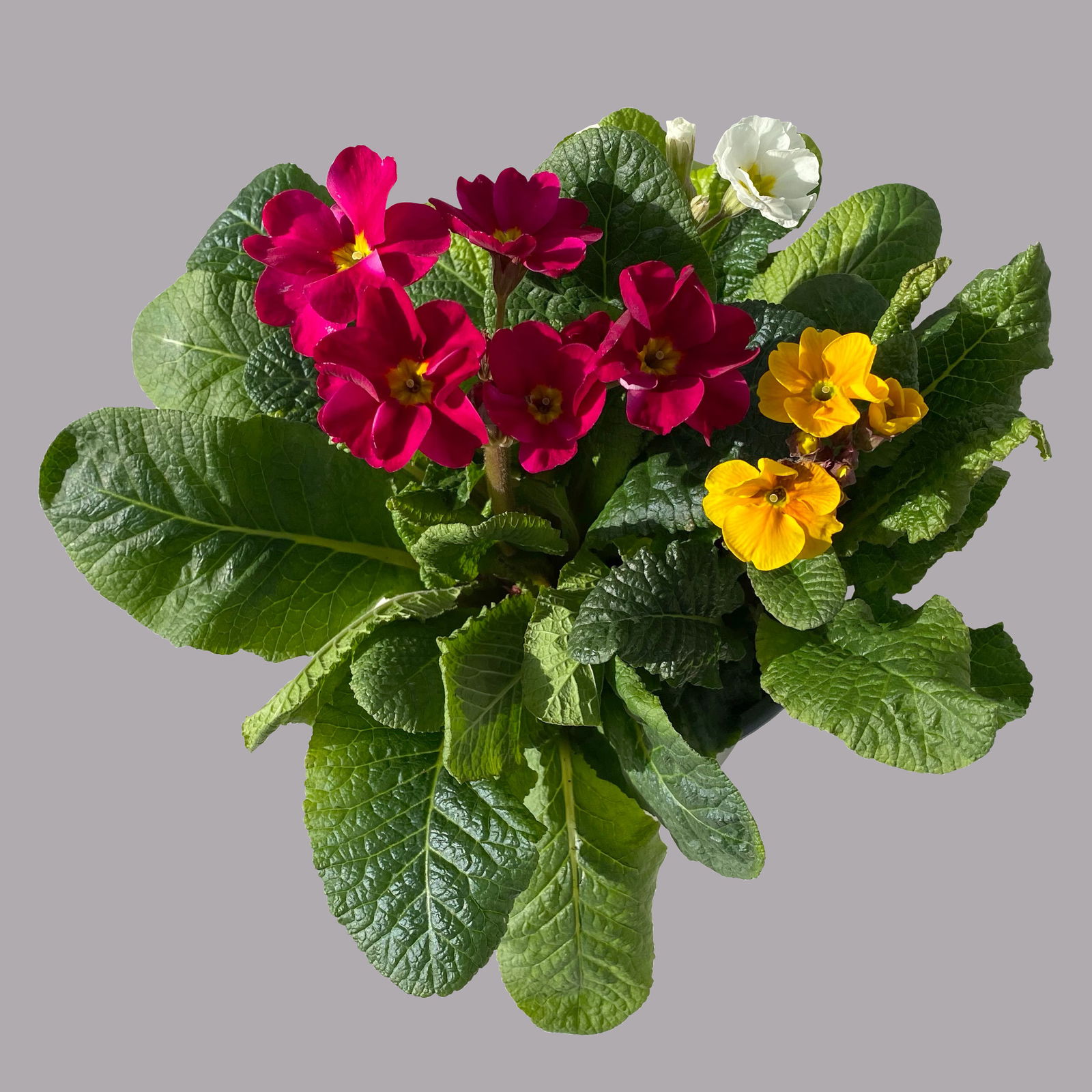 Hohe Schlüsselblume 'Trio' Farbe zufällig, Topf-Ø 14 cm, 4er-Set