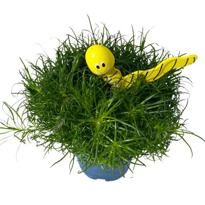 Sternmoos mit Wurmstecker, Topf-Ø 6 cm, 12er-Set Sternmoos mit Wurmstecker, Topf-Ø 6 cm, 12er-Set
