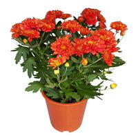 Chrysanthemen 'Chrysanne® Grandezza Orange', orange, Topf-Ø 13 cm, 6er-Set