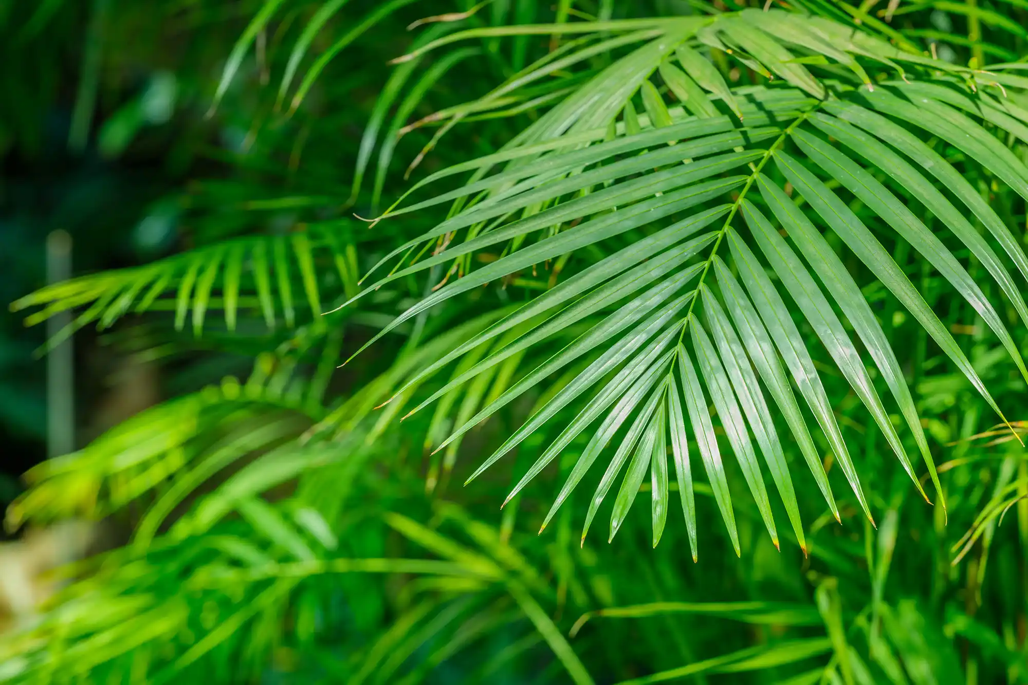 Goldfruchtpalme Goldfruchtpalme