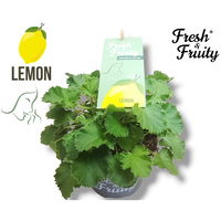 Duftgeranie 'Freshfruity® Lemon Fresh', Topf-Ø 12 cm, 3 Pflanzen