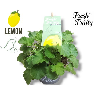 Duftgeranie 'Freshfruity® Lemon Fresh', Topf-Ø 12 cm, 3 Pflanzen