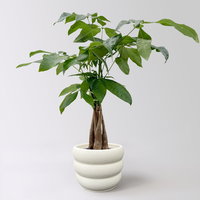 Glückskastanie, Topf-Ø 12 cm, inkl. Keramikübertopf Byron