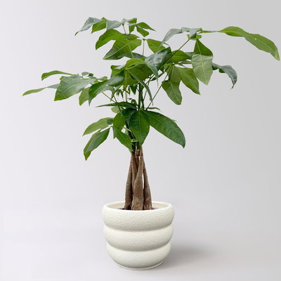 Glückskastanie, Topf-Ø 12 cm, inkl. Keramikübertopf Byron