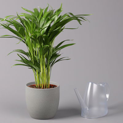 Goldfruchtpalme, Topf-Ø 17 cm, Höhe ca. 60 cm