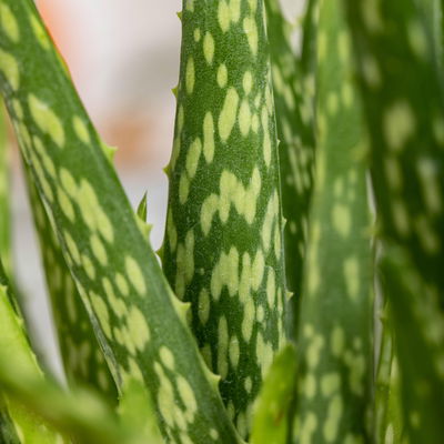 Aloe vera in Übertopf Vibes gelb, Topf-Ø 12 cm, Höhe ca. 35 cm, 2er-Set