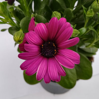 Kapkörbchen lila, Topf-Ø 12 cm, 6er-Set