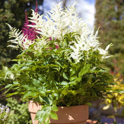 Bio Prachtspiere weiß, Topf 11x11 cm, 3 Pflanzen Bio Prachtspiere weiß, Topf 11x11 cm, 3 Pflanzen