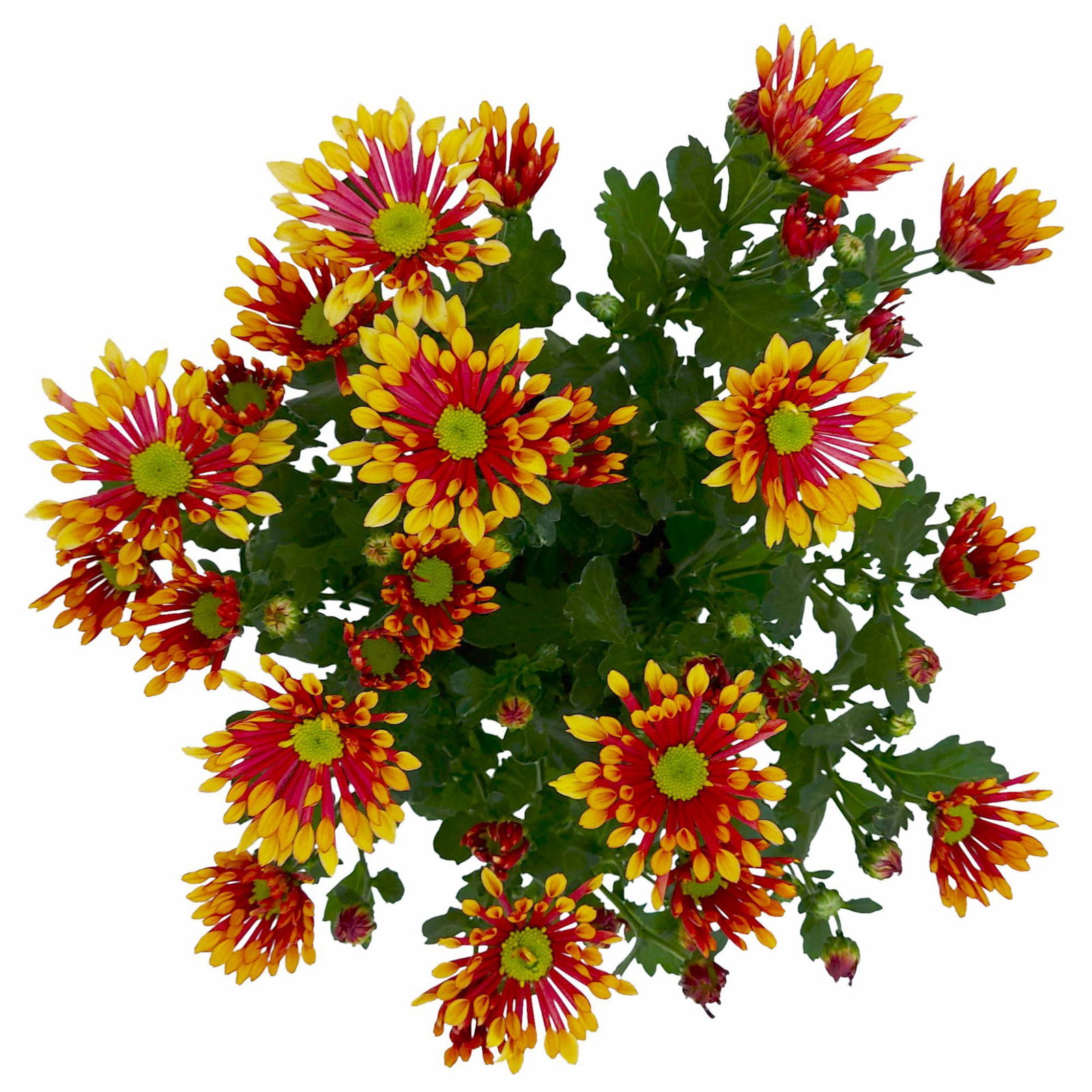 Chrysanthemen 'Splash Energy', rot-gelb, Topf-Ø 14 cm, 4er-Set