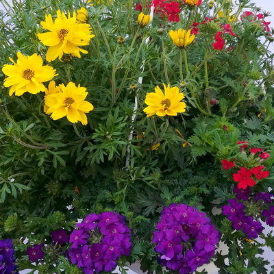 Blumenampel TrioMio™ 'Tweety Pop', blau-rot-gelb, Ampeltopf ca. 27 cm Ø