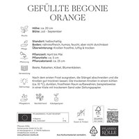 Kölles Beste Blumenknollen, Gefüllte Begonie 'Orange'