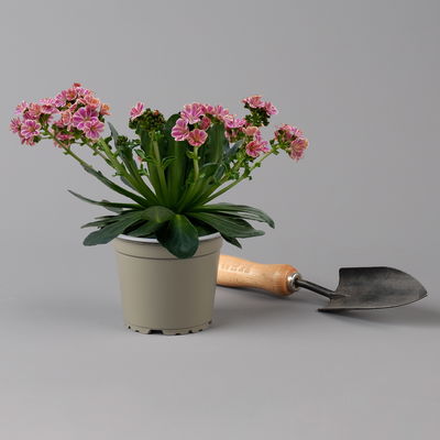 Lewisia cotyledon, Farben zufällig, Topf-Ø 12 cm, 6er-Set
