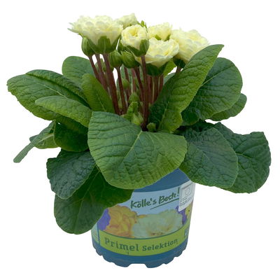 Primel 'Belarina', creme, Topf-Ø 12 cm, 6 Pflanzen