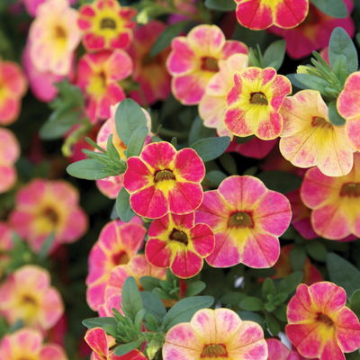 Zauberglöckchen 'Chameleon® Sunshine Berry' rosa-gelb, Topf-Ø 13 cm, 6 Pflanzen Zauberglöckchen 'Chameleon® Sunshine Berry' rosa-gelb, Topf-Ø 13 cm, 6 Pflanzen