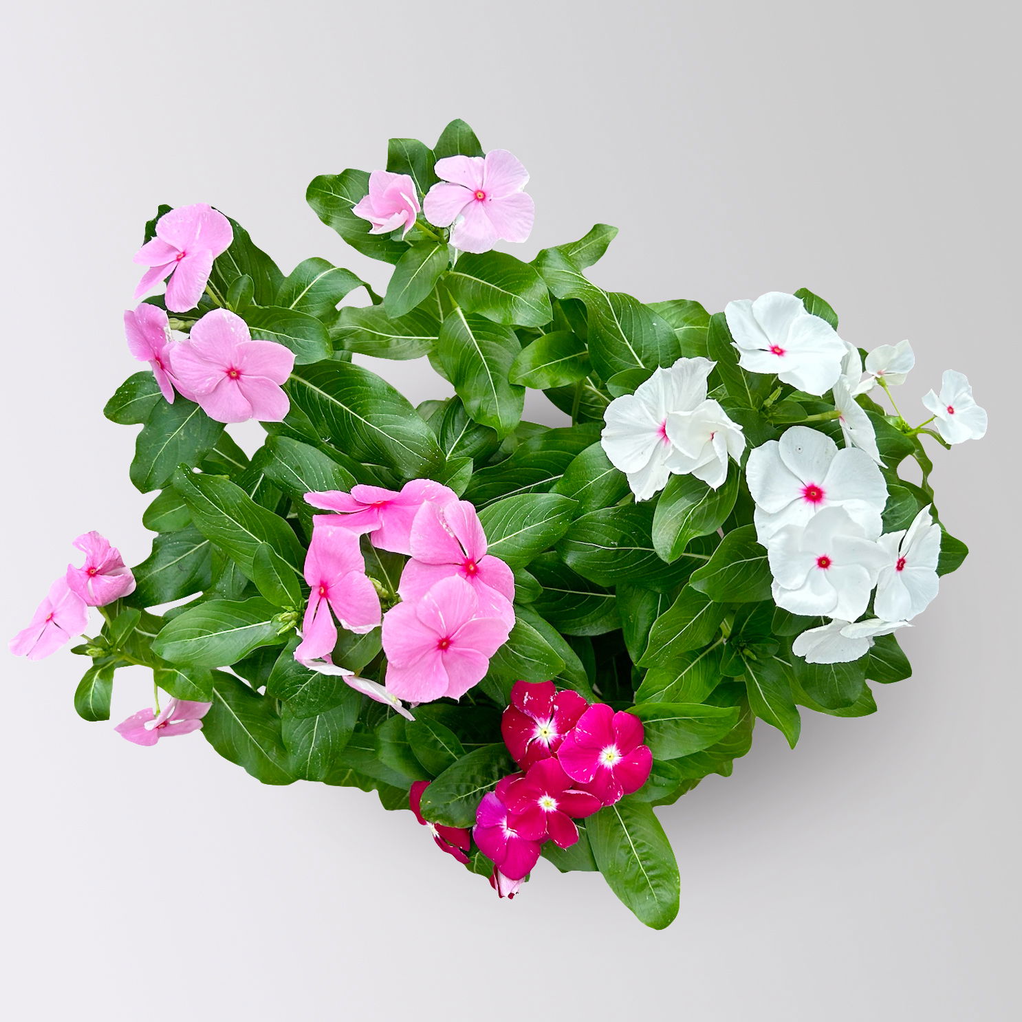 Catharanthus 'Trio', Farbmix zufällig, Topf-Ø 13 cm, 6 Pflanzen