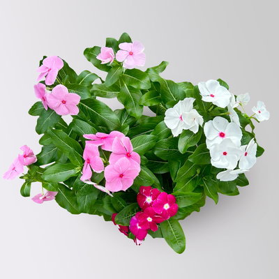 Catharanthus 'Trio', Farbmix zufällig, Topf-Ø 13 cm, 6 Pflanzen Catharanthus 'Trio', Farbmix zufällig, Topf-Ø 13 cm, 6 Pflanzen
