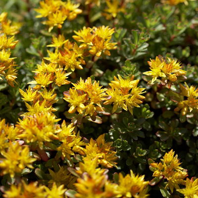 Fetthenne 'Weihenstephaner Gold', gelb, Topf 9x9 cm, 3 Pflanzen