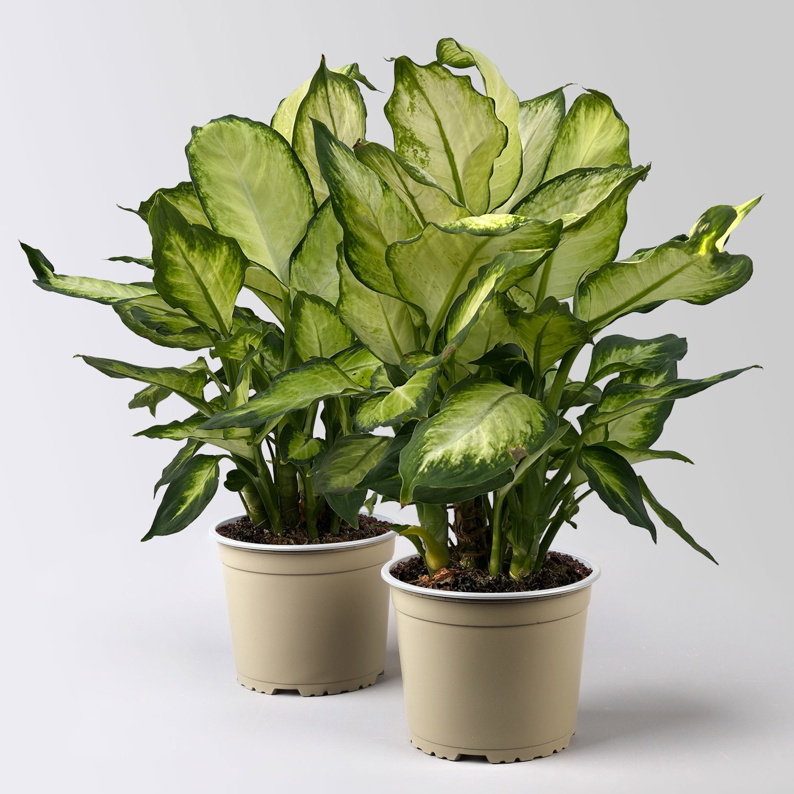 Dieffenbachie 'Camilla', Topf-Ø 17cm, Höhe ca. 50-60 cm, 2 Pflanzen