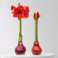 Amaryllis in Wachs, Dekor 'Herbst Mix', Farbe zufällig, Blüte rot, 2 Pflanzen