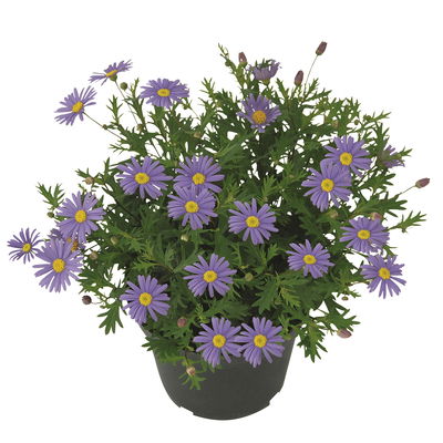 Blaues Gänseblümchen lilablau, Topf-Ø 12 cm, 6er-Set