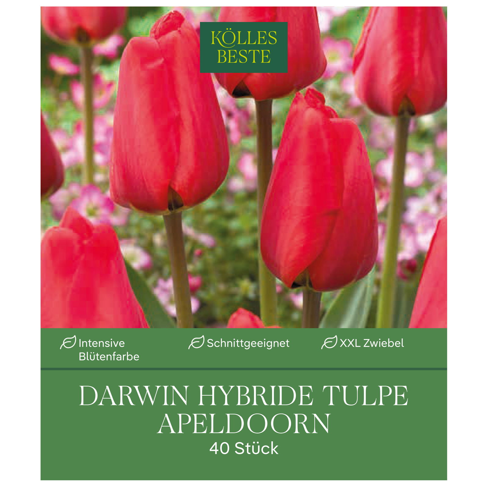 Darwin Hybride Tulpen Apeldoorn rot, 40 Blumenzwiebeln