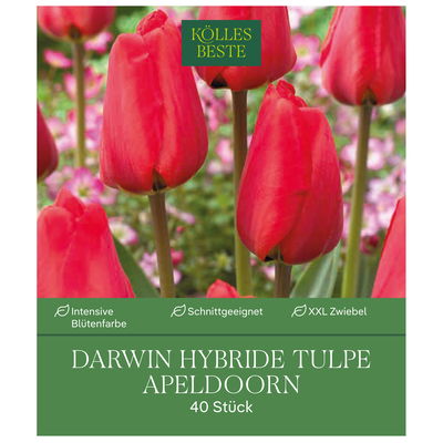 Darwin Hybride Tulpen Apeldoorn rot, 40 Blumenzwiebeln Darwin Hybride Tulpen Apeldoorn rot, 40 Blumenzwiebeln