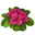 Primel 'Queen' rosa, gefüllt, Topf-Ø 12 cm, 6er-Set Primel 'Queen' rosa, gefüllt, Topf-Ø 12 cm, 6er-Set