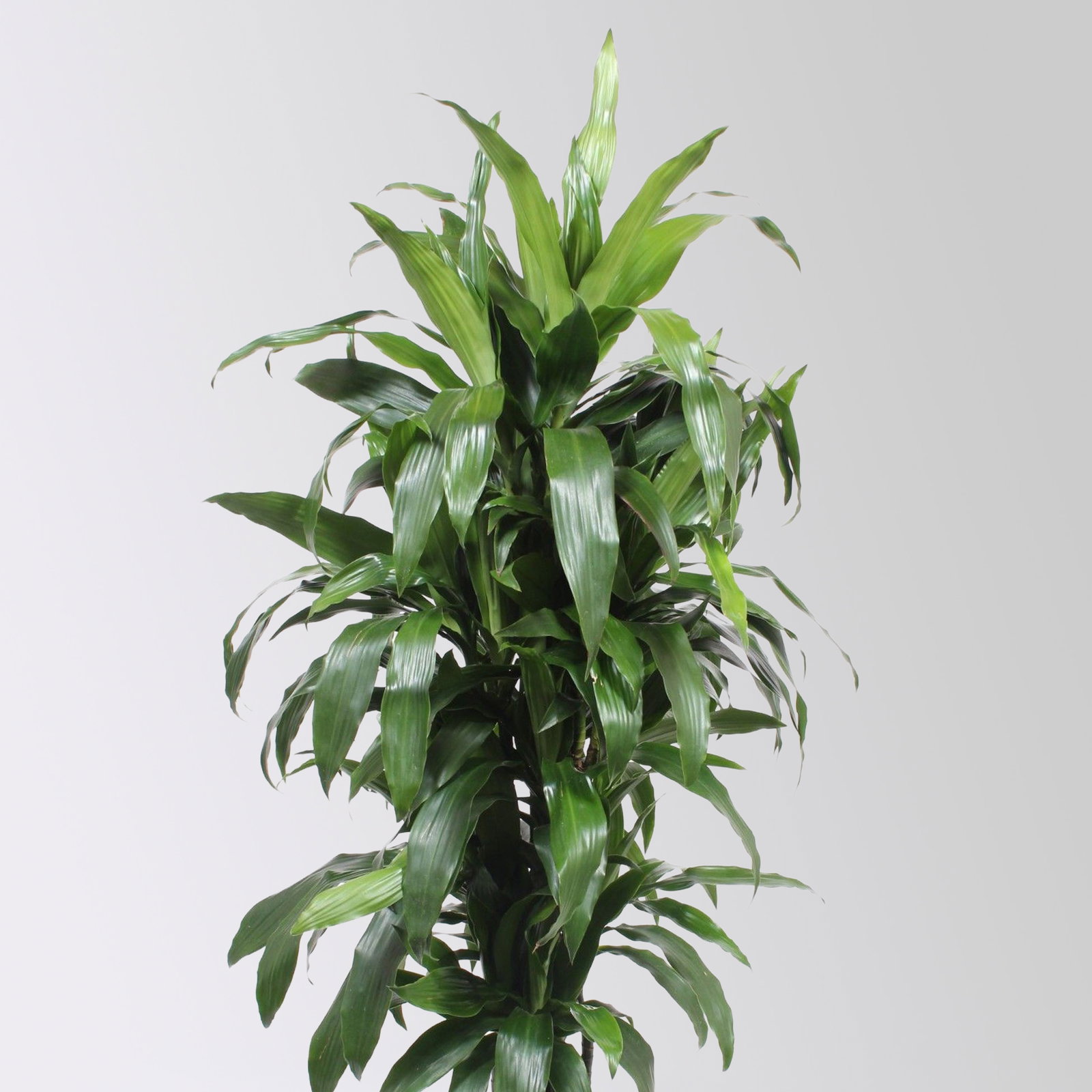 Drachenbaum 'Janet Craig', Topf-Ø 30 cm, , Höhe ca. 150 cm