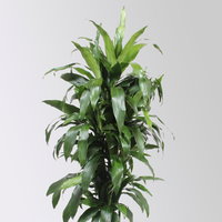 Drachenbaum 'Janet Craig', Topf-Ø 30 cm, , Höhe ca. 150 cm