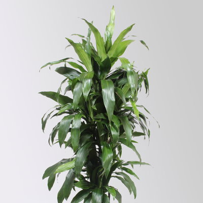 Drachenbaum 'Janet Craig', Topf-Ø 30 cm, , Höhe ca. 150 cm