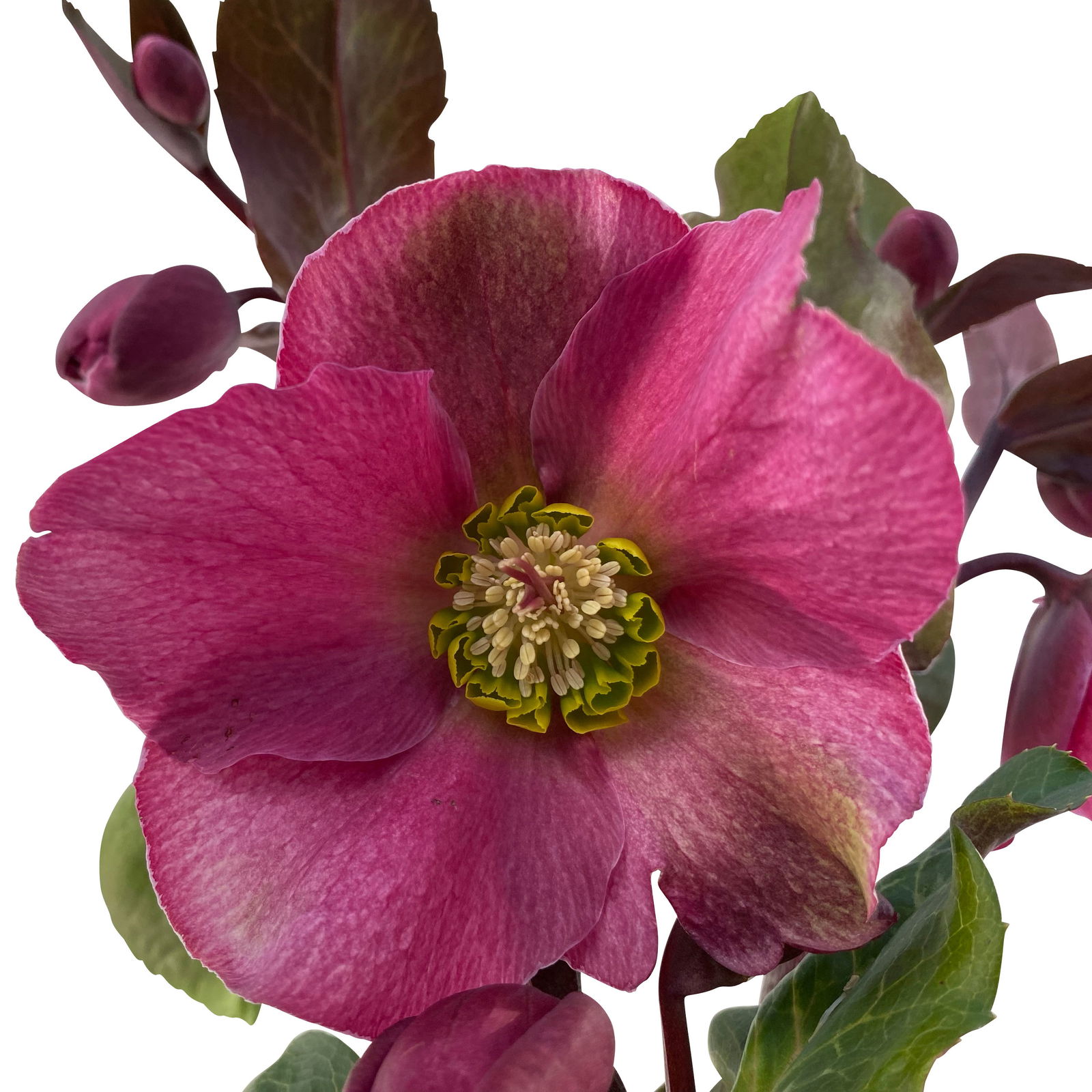 Helleborus 'Anna's Red', dunkelrot, Topf-Ø 15 cm