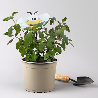 Bio Strauchbasilikum 'African Blue', Topf-Ø 19 cm, 2 Pflanzen