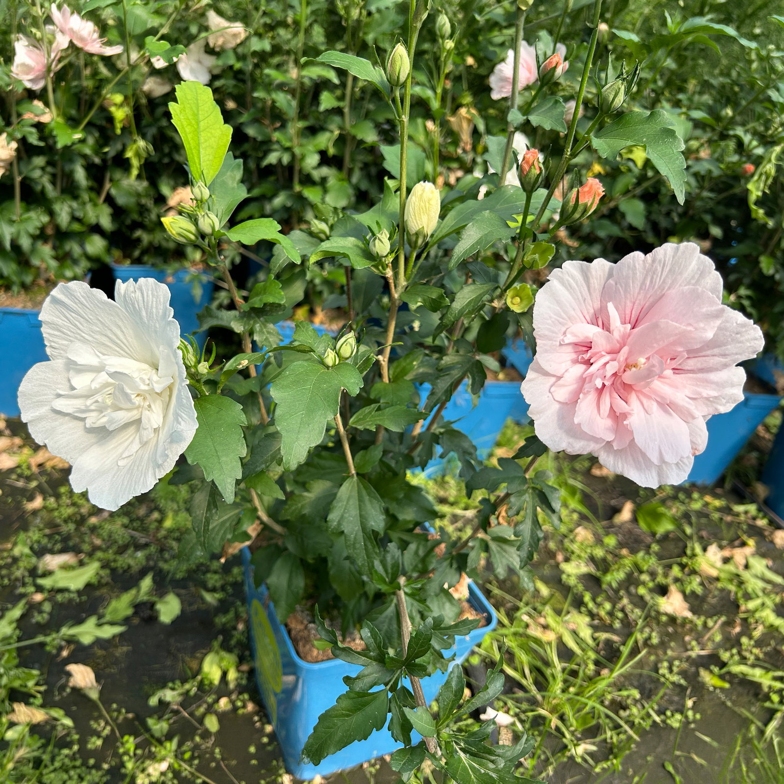Duo-Gartenhibiskus 'White Chiffon®' und 'Pink Chiffon®', weiß + pink, 5 lt. Topf Duo-Gartenhibiskus 'White Chiffon®' und 'Pink Chiffon®', weiß + pink, 5 lt. Topf