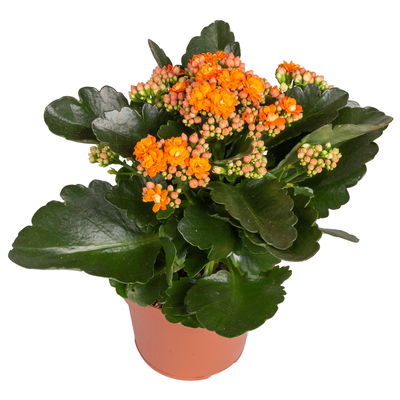 Kalanchoe 'Calandiva'®, gelb&orange, Topf-Ø 12 cm, Höhe ca. 20-30 cm, 6er-Set