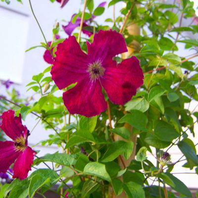 Italienische Waldrebe 'Rubra', 2er-Set, dunkelrot, Topf 2 Liter Italienische Waldrebe 'Rubra', 2er-Set, dunkelrot, Topf 2 Liter