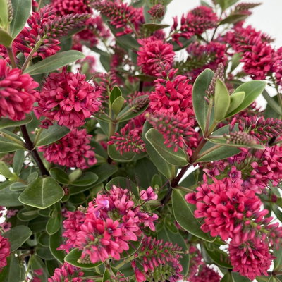 Hebe 'All Blooms®', Farbe zufällig, Topf-Ø 17 cm