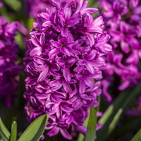 Hyazinthe lila, vorgetrieben, Topf-Ø 12 cm, 6 Pflanzen Hyazinthe lila, vorgetrieben, Topf-Ø 12 cm, 6 Pflanzen