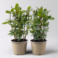 Sunny Herbs® Lorbeer, Topf-Ø 14 cm, 2 Pflanzen