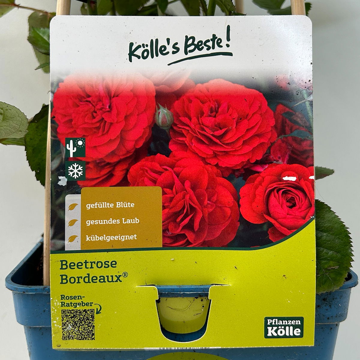 Kölle's Beste Beetrose 'Bordeaux®', weinrot, Topf 5 Liter