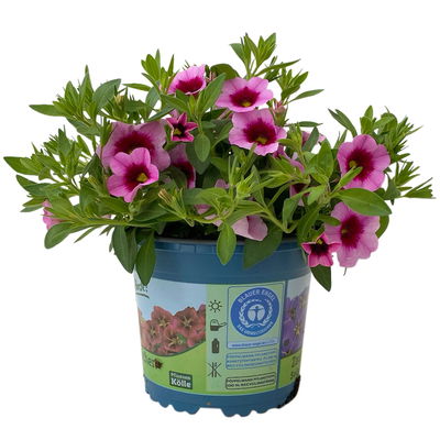 Zauberglöckchen 'Aloha Kona Tiki Pink' rosa-pink, Topf-Ø 13 cm, 6 Pflanzen